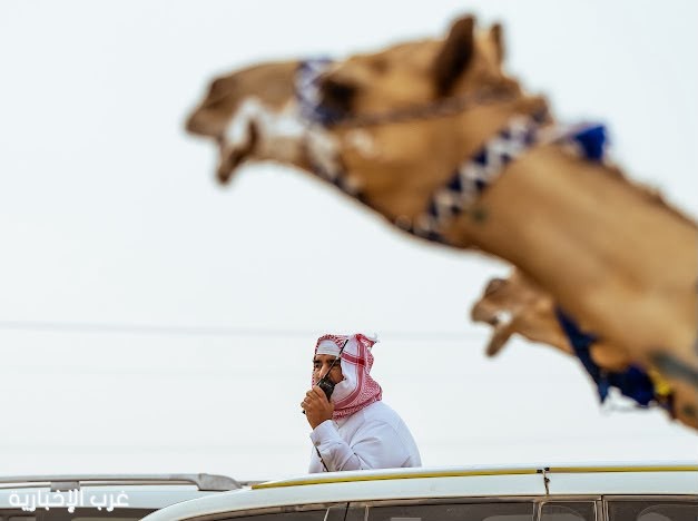 بمشاركة 1600 مطية.. ملاك “إنتاج السعودية” يستكملون حضورهم القياسي بمهرجان ولي العهد للهجن