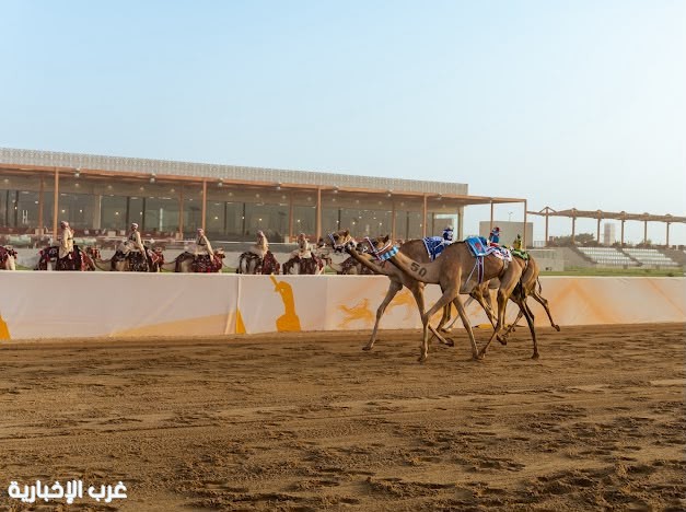 الهجن السعودية تتصدر افتتاحية “اللقايا” في مهرجان ولي العهد