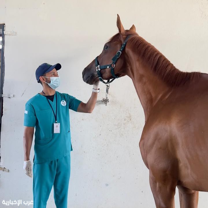 "وقاء مكة" يكثف أعماله البيطرية للحفاظ على صحة الخيل في موسم سباقات الطائف 2026