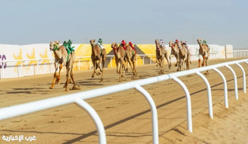 492 مليون ريال القيمة السوقية لـ 114 مطية تتنافس غدًا في ختام مهرجان ولي العهد للهجن 492 مليون ريال القيمة السوقية لـ 114 مطية تتنافس غدًا في ختام مهرجان ولي العهد للهجن