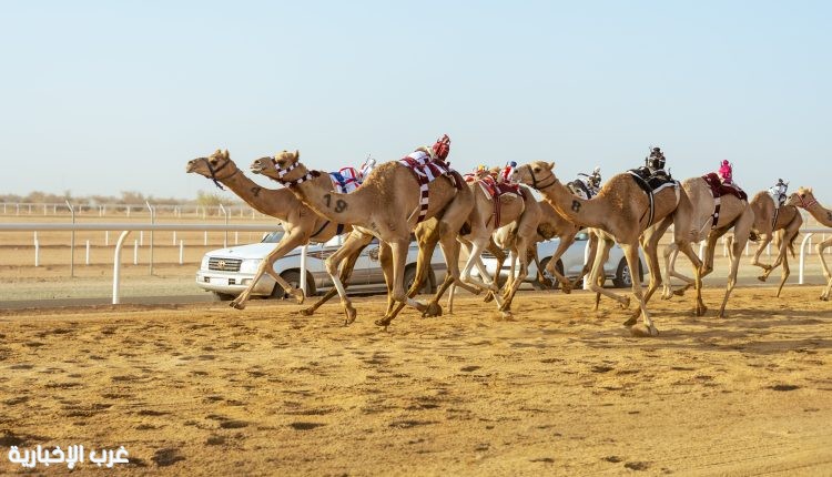 "سباقات الهجن".. صناعة مستدامة تقودها السعودية نحو العالمية