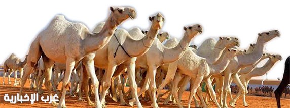 البيئة تعتمد ضوابط تنظيم المتاجرة بالإبل