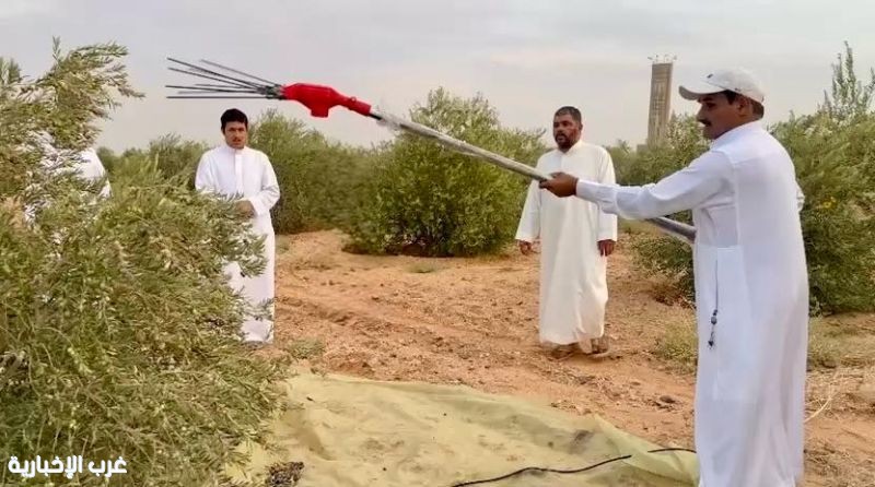 "بيئة دومة الجندل" تنفذ ورشة عمل حقلية حول الممارسات السليمة لقطاف الزيتون "بيئة دومة الجندل" تنفذ ورشة عمل حقلية حول الممارسات السليمة لقطاف الزيتون