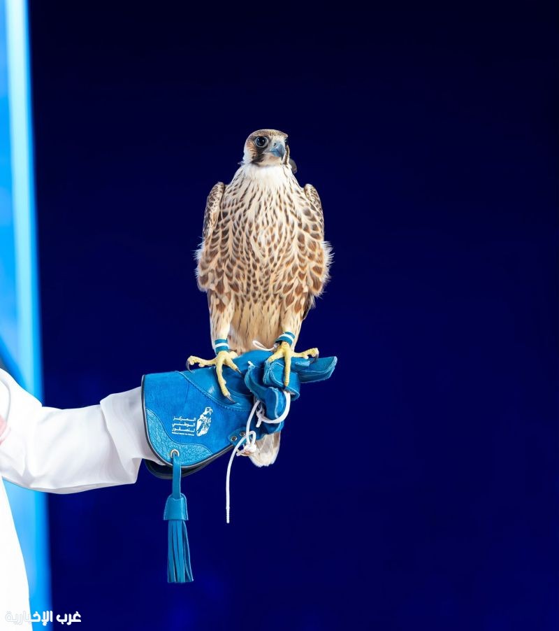 بيع 3 صقور في الليلة العاشرة من ليالي مزاد المركز الوطني للصقور 2026 بيع 3 صقور في الليلة العاشرة من ليالي مزاد المركز الوطني للصقور 2026