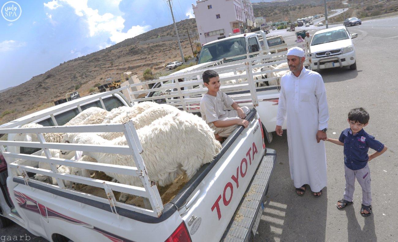 أسواق الماشية في الباحة تشهد إقبالاً كبيراً من المتسوقين الراغبين في شراء الأضاحي