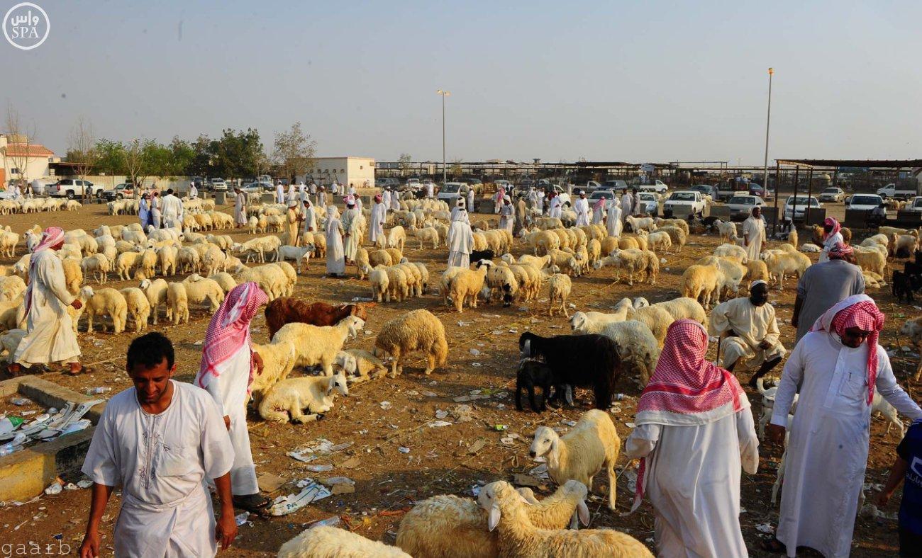 سوق المواشي بمحافظة جدة يشهد حركة نشطة استعداداً لعيد الأضحى المبارك