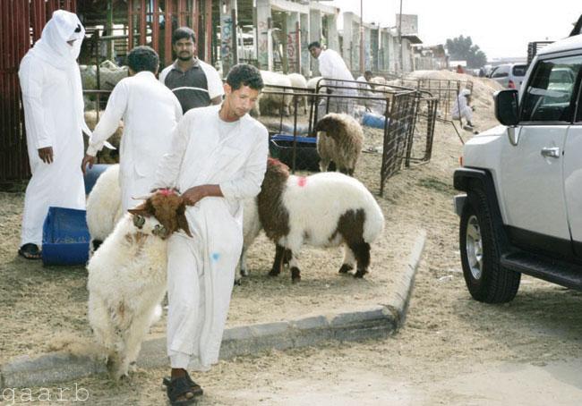 أسواق المواشي بعسير تشهد حركة شرائية مع حلول عيد الأضحى المبارك