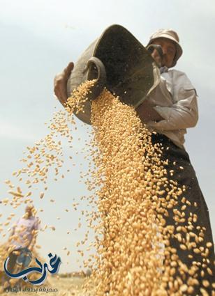 مصر: شراء القمح المحلي بالسعر العالمي