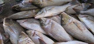إنتاج المملكة من الأسماك والأحياء البحرية يرتفع لـ69 ألف طن خلال العام الماضي