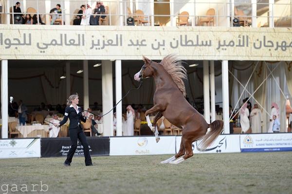 مهرجان الأمير سلطان العالمي للجواد العربي يعلن حكام النسخة الثالثة