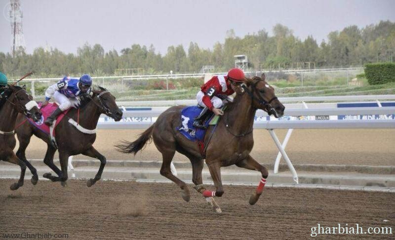  نادي الفروسية بالطائف يقيم حفل سباقه الثالث ضمن موسم سباقات الخيل للمصيف