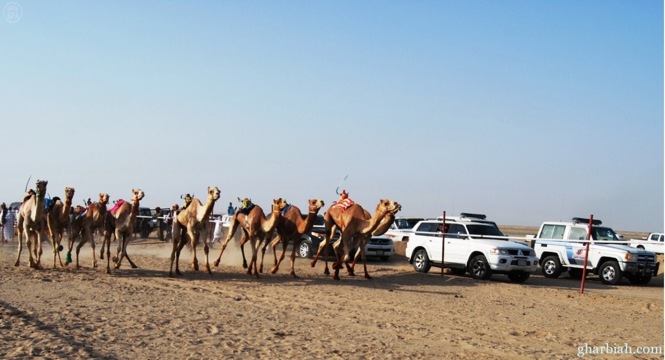 ميدان هجن أملج يحتضن السباق السنوي بالمحافظة