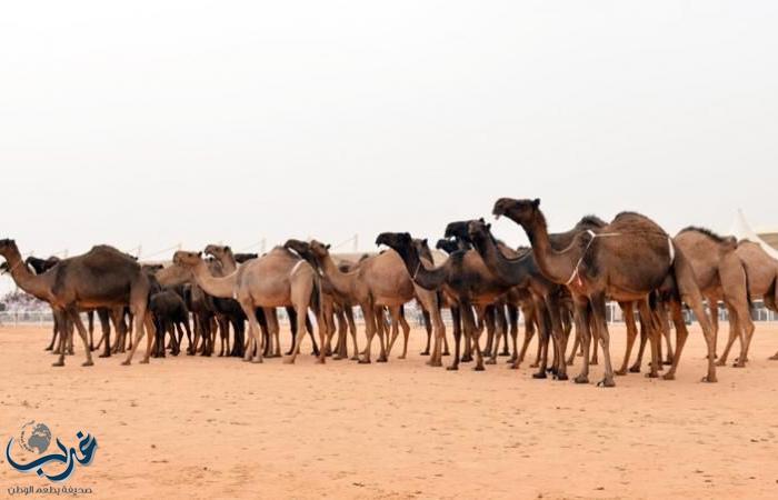 إعلان أسماء الفائزين بجائزة الملك عبدالعزيز لمزايين الإبل