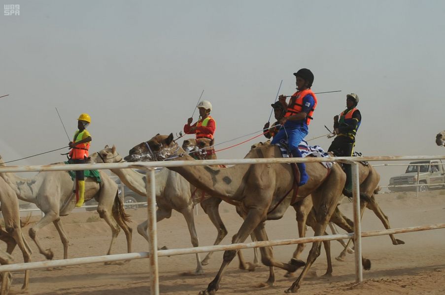 بدء سباقات الهجن الصيفي بمحافظة الطائف