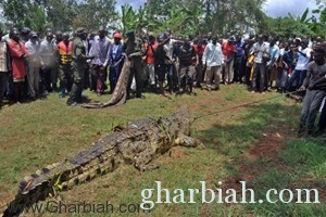 اقتناص تمساح يوغندا الضخم