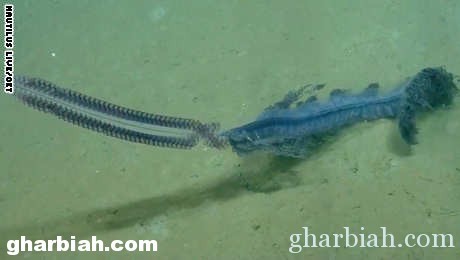 شاهد هذا المخلوق النادر الذي صوره باحثون في أعماق البحر