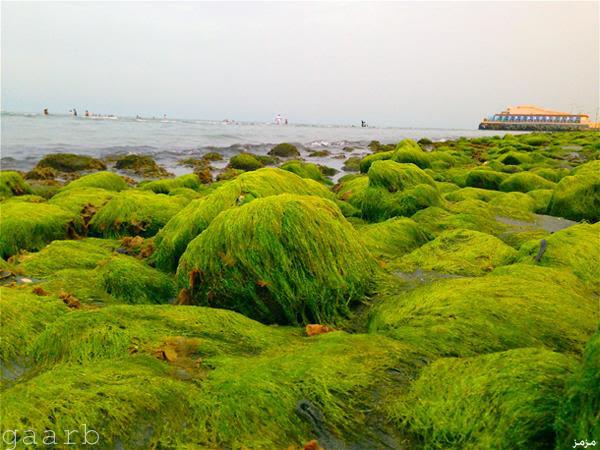 الطحالب الخضراء قد تكون مصدر الكهرباء في المستقبل