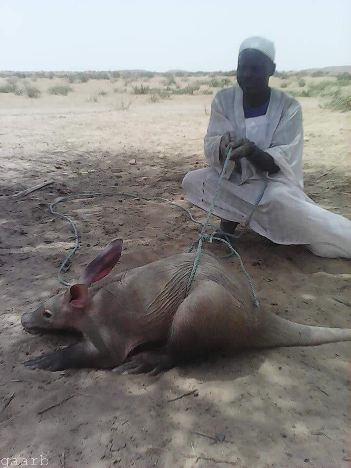 اصطياد فئران بالحجم العائلي شمال السودان