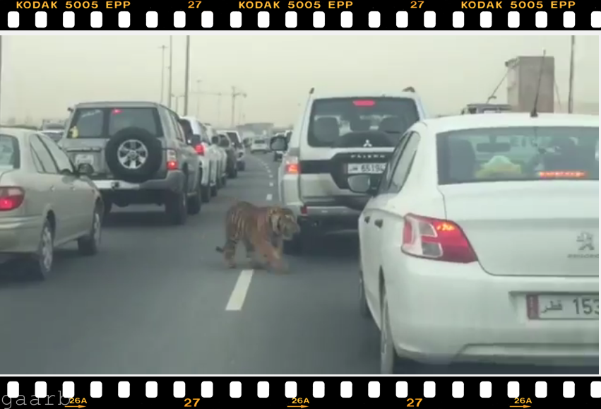 فيديو :نمر يتجول بكل حرية بين المركبات في الدوحة