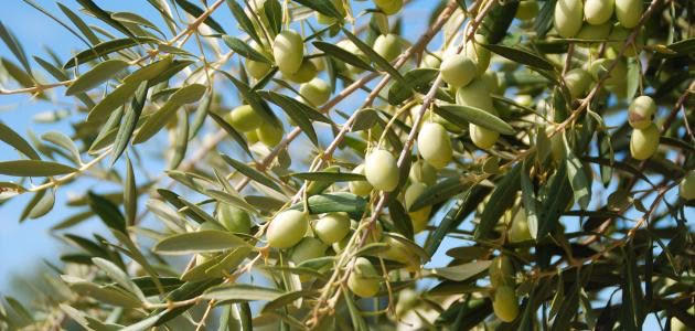 تطوير زراعة الزيتون بمنطقة الباحة