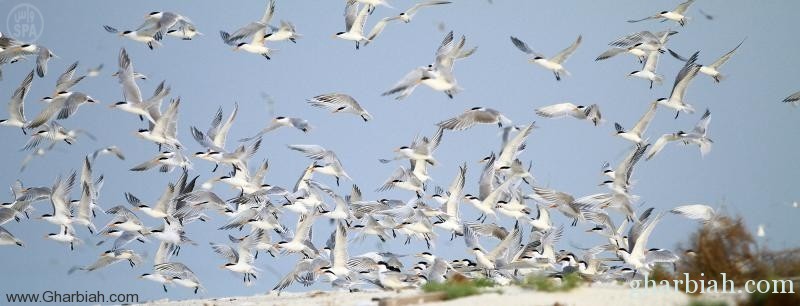 جزيرة (جانا) السعودية تحتضن 20 ألف طائر قدمت من القطب الشمالي 