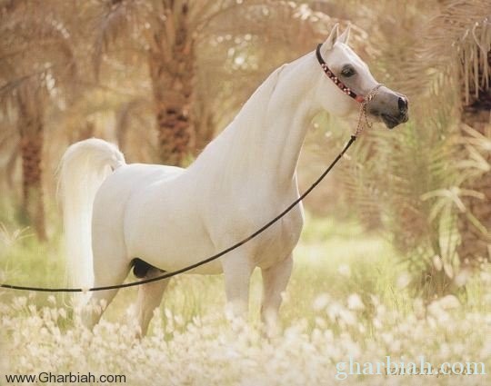 مؤتمر دولى بلندن: الخيول العربية "كنز ثمين" وندعو لإكثارها