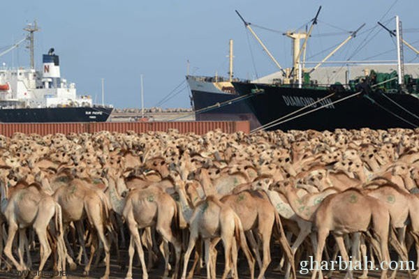 سعودي يصنع سفينة ضخمة لنقل الإبل الأسترالية للمملكة