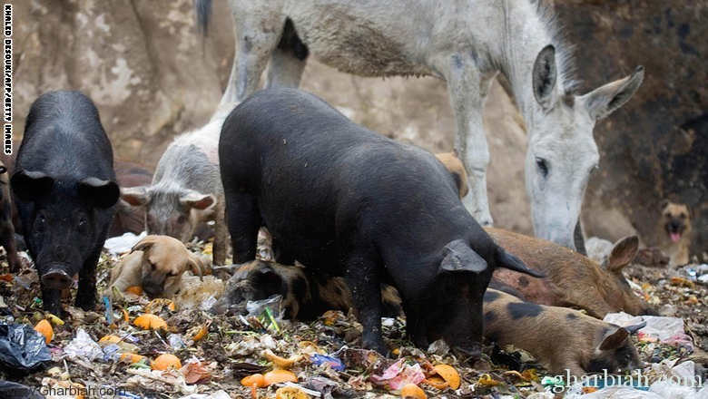 مصر تشهد تنامياً بتجارة الخنازير بعد اختفائها