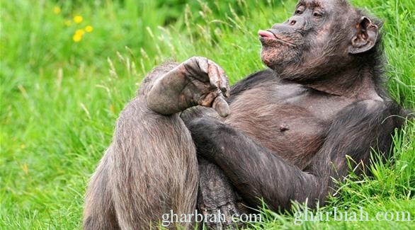 محكمة إستئناف في نيويورك ترفض منح الشمبانزي حقوق البشر