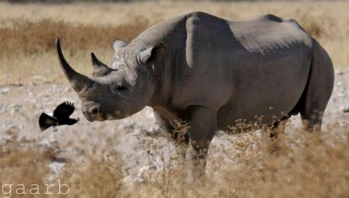 زيمبابوي تنفذ قتل الرحمة في أنثى وحيد القرن الأسود