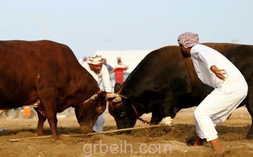 مصارعة الثيران في الفجيرة بلا مصارعين ولا دماء