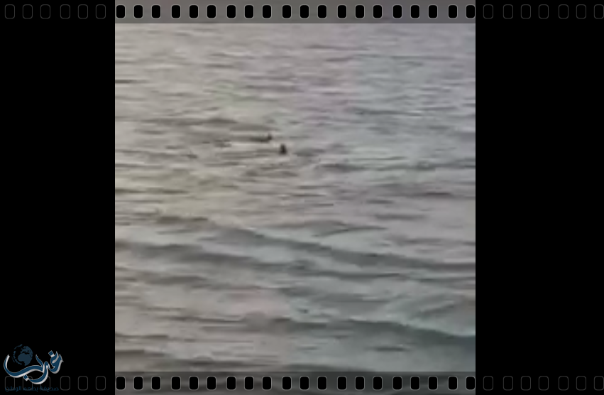 قطيع من اسماك القرش على بٌعد 5 أمتار فقط من شاطئ محافظة البرك "فيديو"