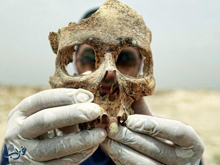 بافيديو : العثور على جمجمة لكائن عاش قبل 30 مليون سنة بمكة