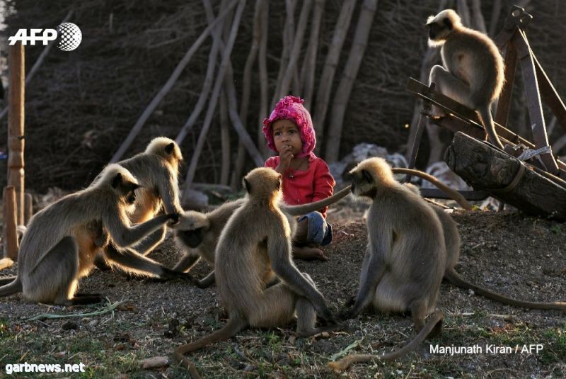 Modern-day Mowgli: Indian toddler forges bond with monkeys