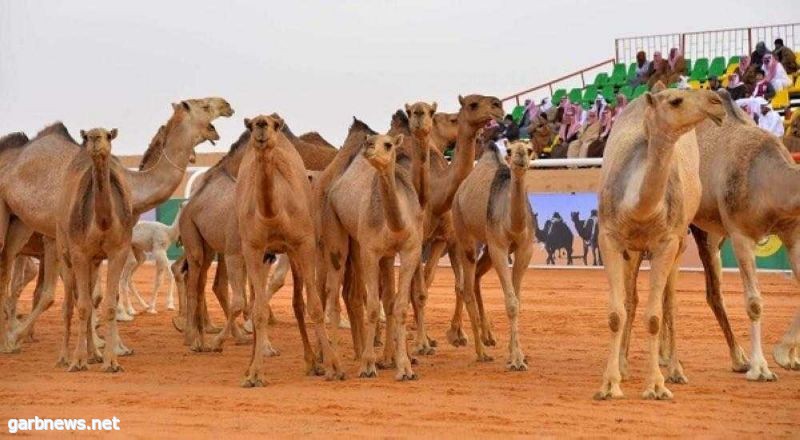 إدارة مهرجان الملك عبد العزيز للإبل تعلن عن التسجيل في مسابقة طبع الإبل