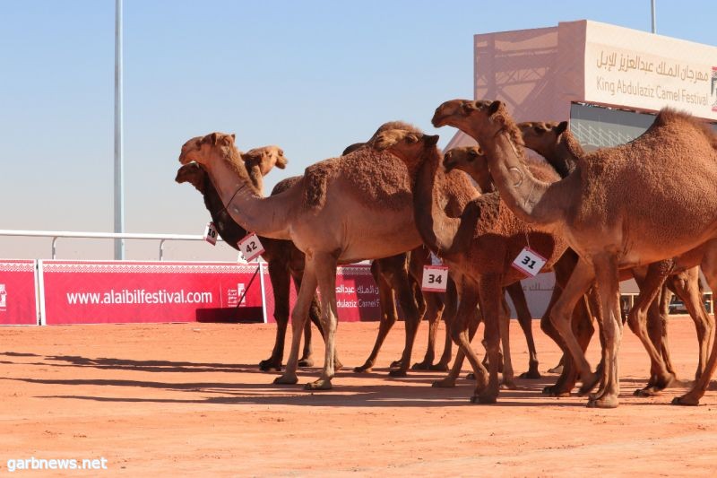 12مليونًا من الإبل "تتبختر"في بوادي العرب .. وخبراء ينصحون باستغلالها اقتصاديًا