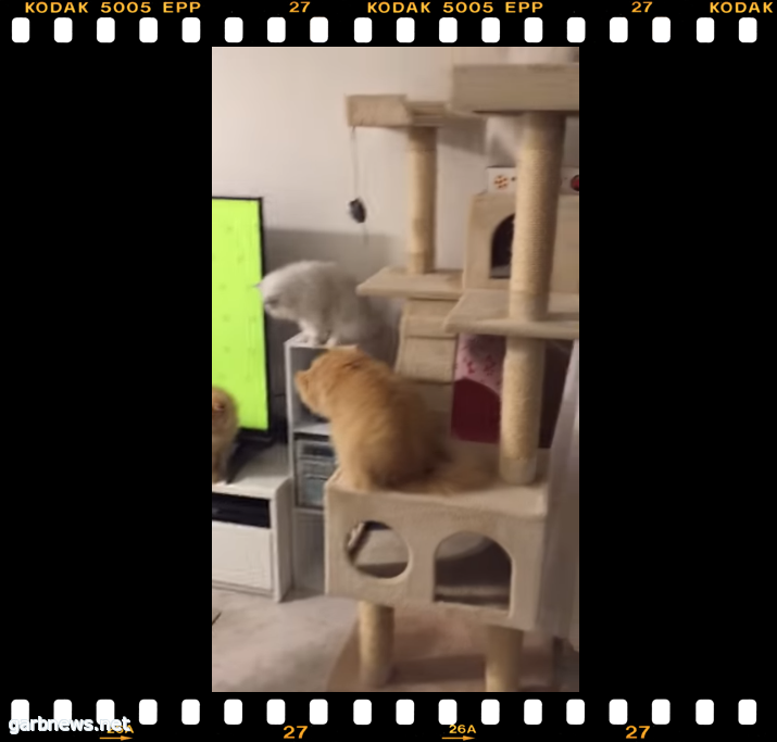 قطط تفقد صوابها من هذه الخدعة الطريفة " فيديو"
