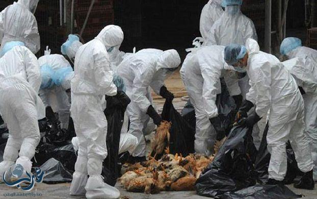 كوريا الجنوبية تقتل 4,4 ملايين طير لاحتواء انفلونزا الطيور