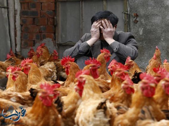 كوريا الجنوبية تستعين بالجيش لإعدام دواجن في أسوأ انتشار لإنفلونزا الطيور