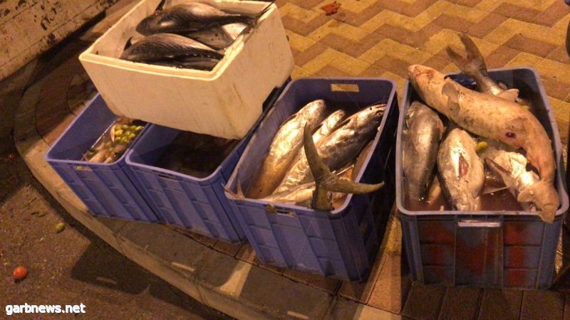 بلدية الخبر :ضبط 600 كيلو من الأسماك مجهولة المصدر بحوزة عمالة وافدة