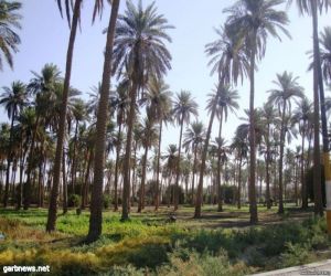 العراق ينوي زراعة 70 ألف نخلة