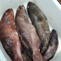 مصادرة أكثر من نصف طن أسماك تالفة من منتزهات مكة