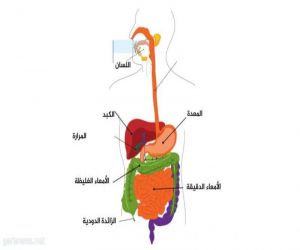 مرض كرون.. عندما تلتهب بطانة الجهاز الهضمي