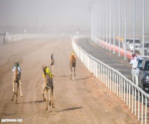 إنطلاق مهرجان ولي العهد للهجن