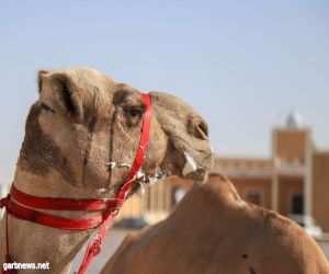 اختتام منافسات اليوم الأخير من تنشيطية مهرجان ولي العهد للهجن