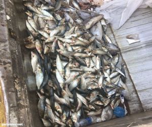 بلدية شرف الدمام: ضبط 300 كلجم أسماك غير صالحة وأكثر من 500 كرتون خضار من الباعة المخالفين