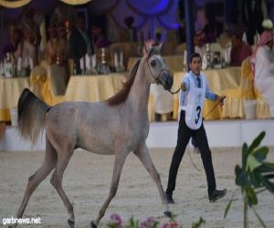 اليوم .. ختام فعاليات بطولة جدة لجمال الخيل العربية الأصيلة