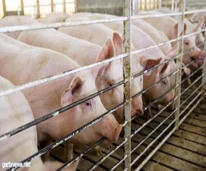 الصين تعلن عن تفش جديد لحمى الخنازير في منطقة منغوليا الداخلية