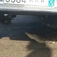 بالصور: تمساح طليق في أحد شوارع  محايل عسير والدفاع المدني يُسيطرعليه