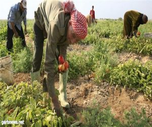 الاحتلال يوقف استيراد منتجات زراعية فلسطينية والسلطة تهدد بالرد